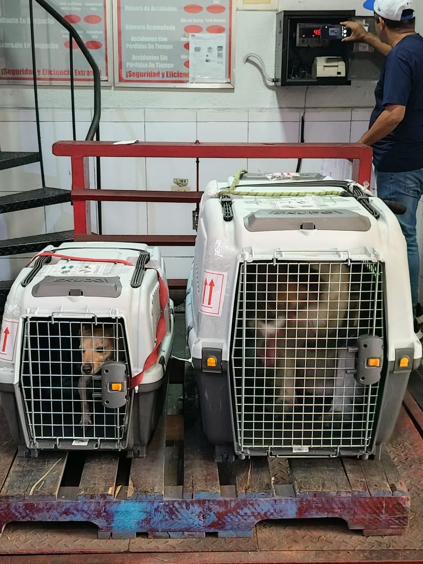 Dos guacales con sus mascotas colocados sobre una paleta antes del embarque